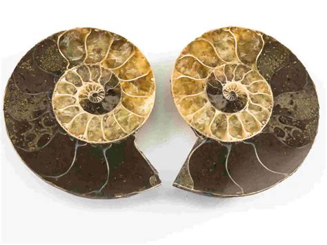 Ammonite Characteristics and Significance