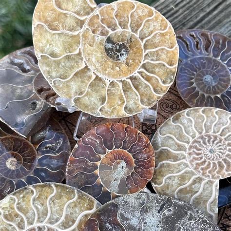 Ammonite For Sale: Ancient Treasures at Your Fingertips