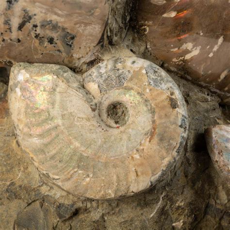 Ammonite Fossil: A Journey Through Time and Its Spiritual Significance