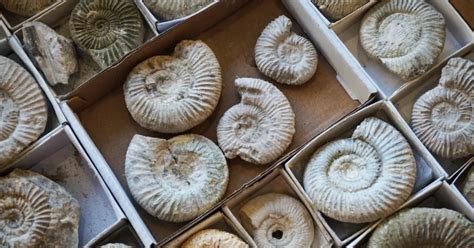 Ammonite Fossil: Unraveling Its Profound Spiritual Meaning