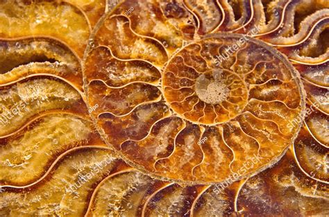 Ammonite Fossil Market: Value and Demand