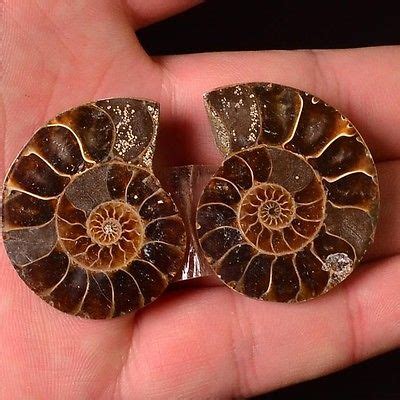 Ammonite Fossil Pair: A 500-Million-Year-Old Wonder