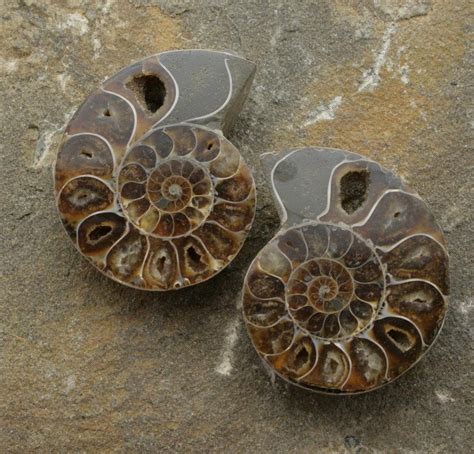 Ammonite Fossil Pair: A Geological Enigma Unveiled