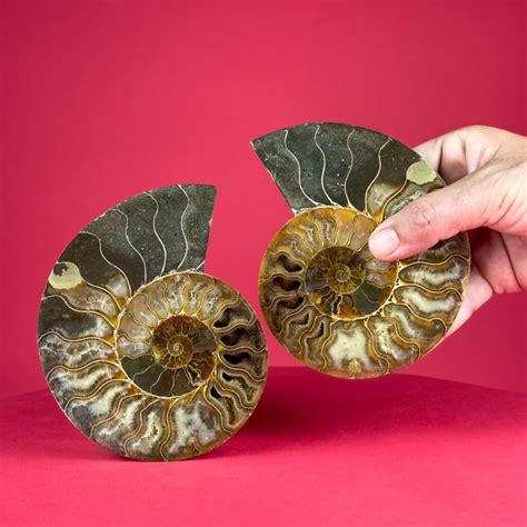 Ammonite Fossil Pair: A Glimpse into a Prehistoric Past