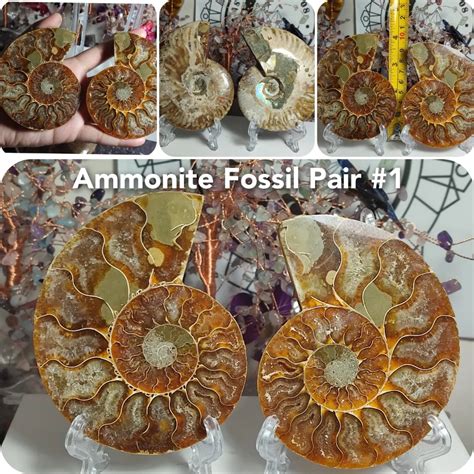 Ammonite Fossil Pair: A Prehistoric Marvel with Unfathomable Applications