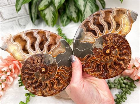 Ammonite Fossil Pair: A Timeless Tale of Love and Extinction