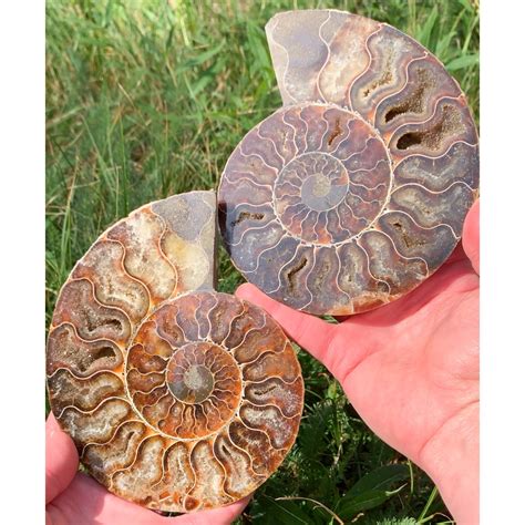 Ammonite Fossil Pair: A Timeless Treasure Unearthed