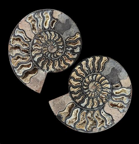 Ammonite Fossil Pair: A Timeless Treasure from the Depths of Time