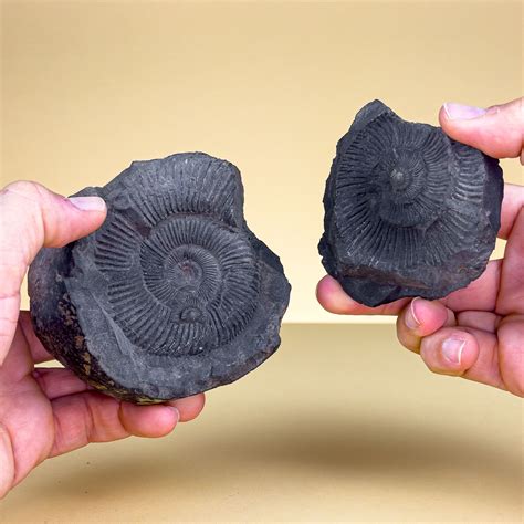 Ammonite Fossil Pair: A Window into a Bygone Era