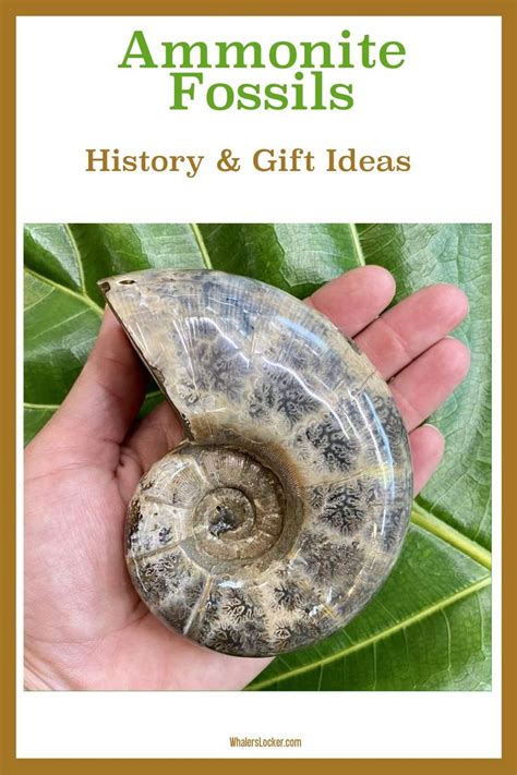 Ammonite Fossil Pair: A Window into a Prehistoric Past