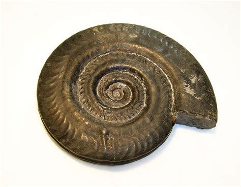 Ammonite Fossil Pair: A Window to the Ancient Seas