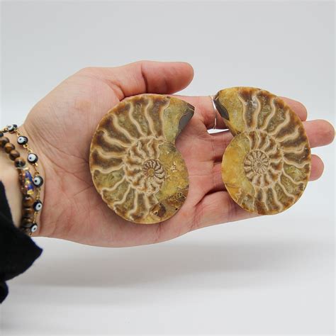 Ammonite Fossil Pair: Nature's Intricate Time Capsule