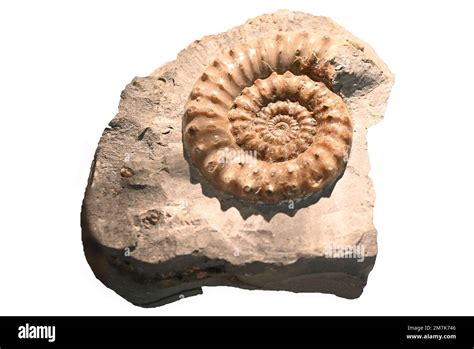 Ammonite Fossil Pair: Uncovering the Secrets of Ancient Cephalopods