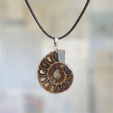 Ammonite Fossil Pair: Unveiling the Beauty of Earth's Ancient Seas