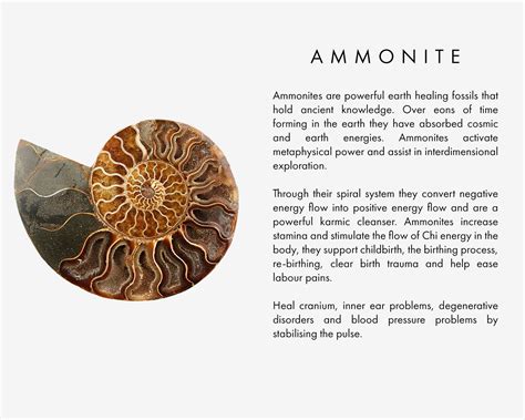 Ammonite Fossil Spiritual Meaning: A Guide to 10,000 Years of Ancient Wisdom