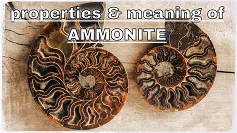 Ammonite Fossil Spiritual Meaning: Ancient Symbol of Evolution, Protection, and Cosmic Harmony