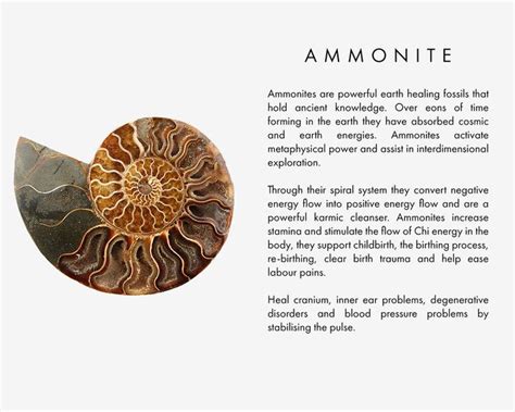 Ammonite Fossil Spiritual Meaning: Ancient Wisdom and Modern Applications