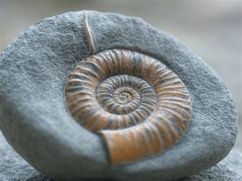 Ammonite Fossil Spiritual Meaning: Exploring Their Ancient Wisdom