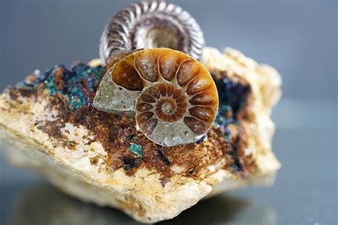 Ammonite Fossil Spiritual Meaning: Unlocking the Ancient Secrets of the Sea