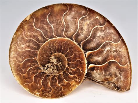 Ammonite Fossil Spiritual Meaning: Unraveling the Ancient Symbol of Evolution