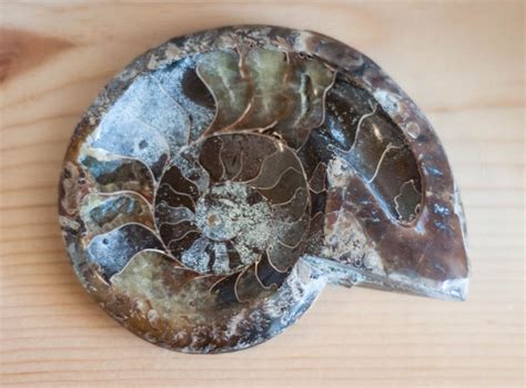 Ammonite Fossil Spiritual Meaning: Unraveling the Enigmatic Symbol of Growth and Resilience