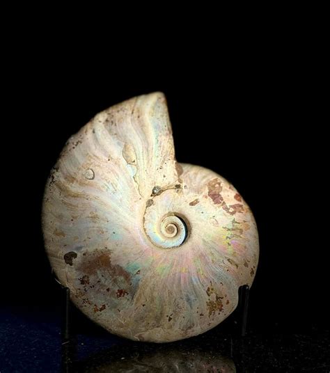 Ammonite Fossil Spiritual Meaning: Unraveling the Mysteries of Ancient Seas