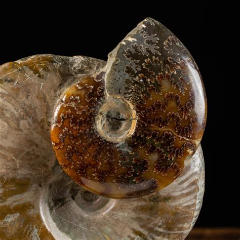 Ammonite Fossils: A Collector's Guide