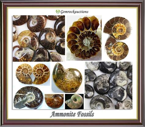 Ammonite Fossils: A Journey Through Time