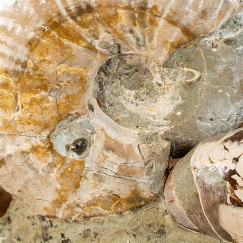 Ammonite Fossils: A Journey into Time