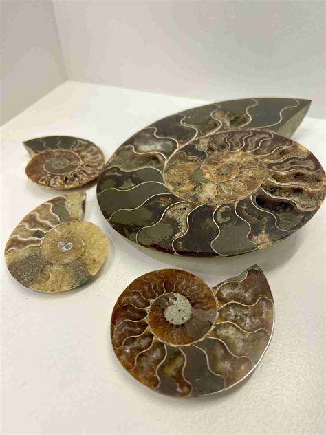 Ammonite Fossils: A Unique Piece of Earth's History