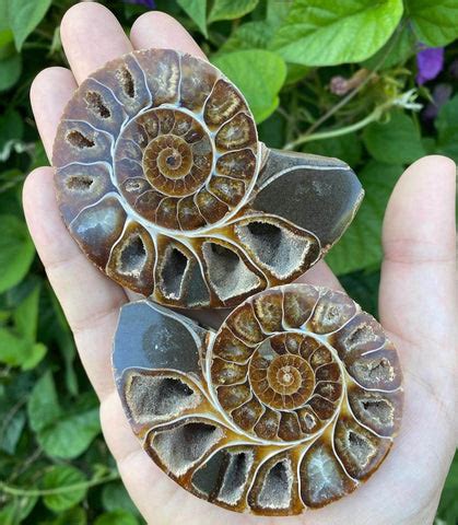 Ammonite Fossils: What They Are and Why They Matter