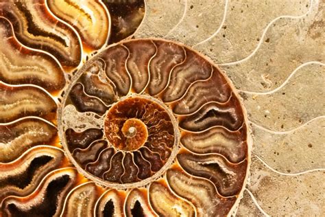 Ammonite History and Significance