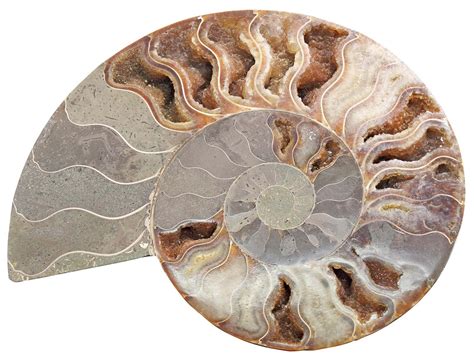 Ammonite Periods: