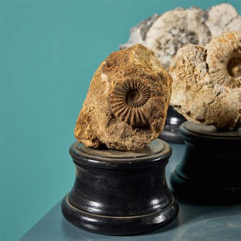 Ammonite for Sale: 10,000+ Specimens in 2025