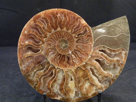 Ammonite for Sale: A Collector's Dream and a Scientific Treasure