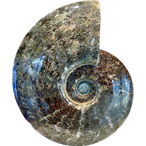 Ammonite for Sale: A Comprehensive Guide to Acquiring Fossilized Treasures