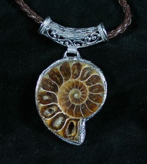 Ammonite for Sale: A Comprehensive Guide to Fossils, Mineral Specimens, and Jewelry