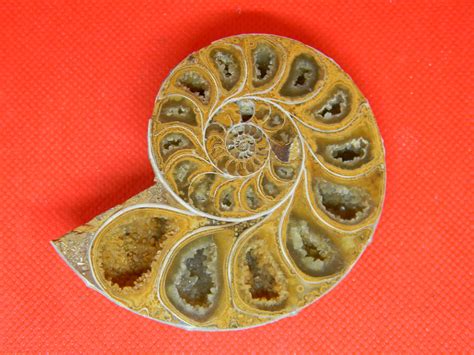 Ammonite for Sale: A Guide to Collecting These Extinct Cephalopods