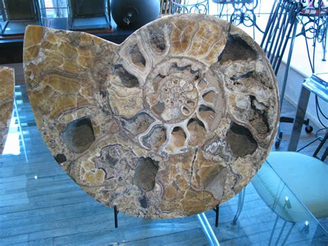 Ammonite for Sale: A Prehistoric Gem for Collectors, Decorators, & Adventurers