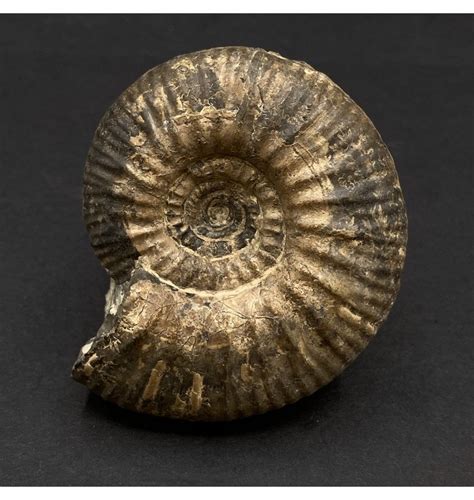 Ammonite for Sale: A Rare and Exquisite Collector's Item