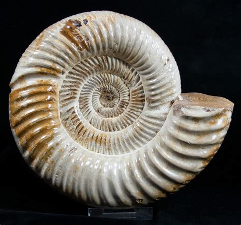 Ammonite for Sale: A Treasure Trove of Ancient Wonders