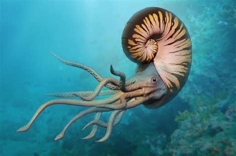 Ammonite for Sale: Discover the Enchanting Beauty of Ancient Sea Creatures