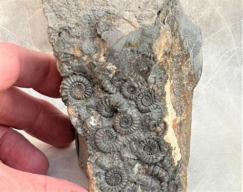 Ammonite for Sale: Fossils for Collectors, Research, and Decoration