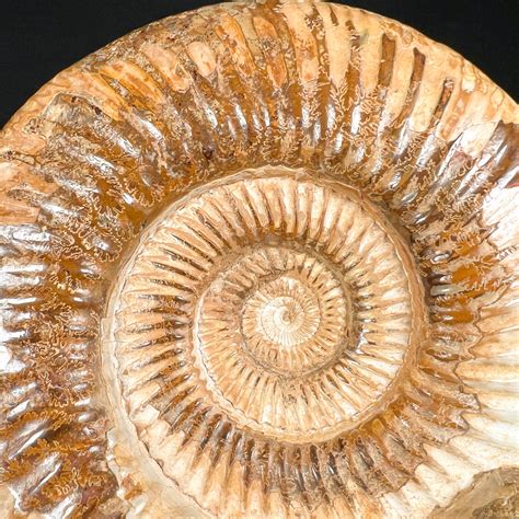 Ammonite for Sale: Unearth the Ancient Beauty and Wonders of Nature