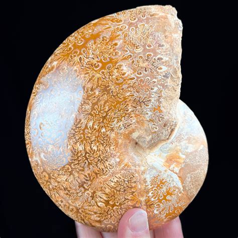 Ammonite for Sale: Unearth the Enigmatic Beauty of Ancient Seas