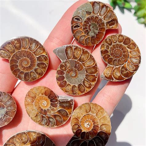 Ammonite for Sale: Unearth the Eternal Beauty of Ancient Seas