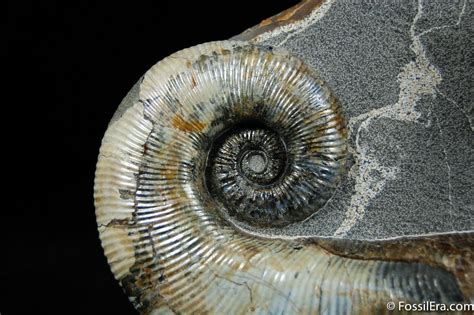 Ammonite for Sale: Unveil Ancient Treasures and Enhance Your Collection