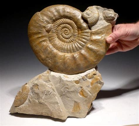 Ammonite for Sale: Unveiling the Ancient Wonders of Fossilized Marine Life