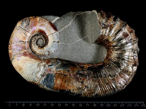 Ammonite for Sale 2025: The Ultimate Guide to Collecting