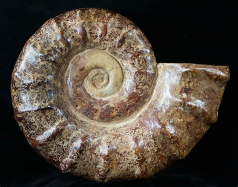 Ammonite from Madagascar: